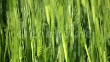 日落时长出嫩芽的小麦. 草地上长满了绿色的鲜草. 种植在农田上的小麦作物。